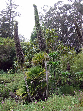 Foto Golden Gate Park mit Botanischen Garten