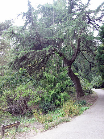 Fotos Golden Gate Park mit Botanischen Garten