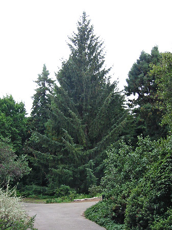 Fotos Golden Gate Park mit Botanischen Garten