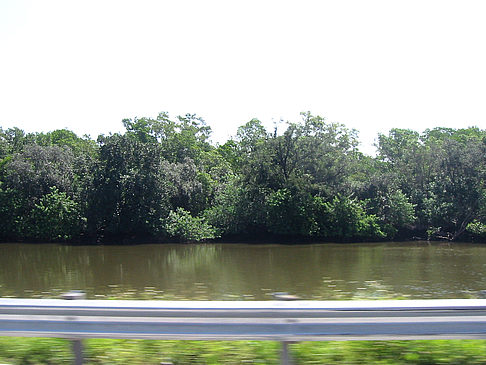 Fotos Straßenrand auf Marco Island | Marco Island