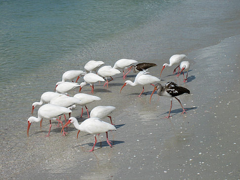 Foto Vögel am Strand - 