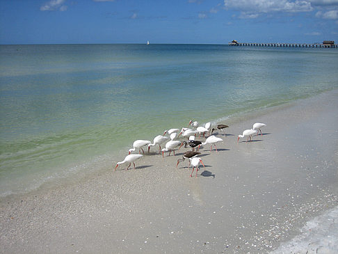 Vögel am Strand