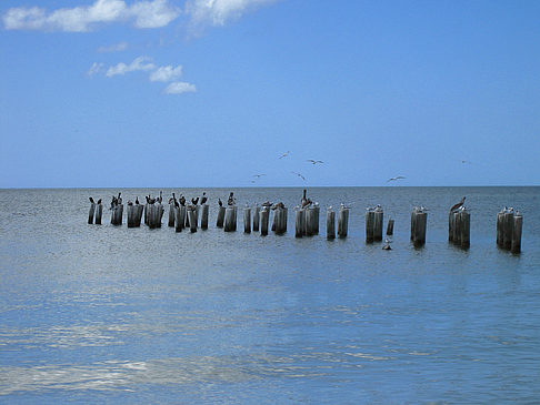 Foto Vögel am Strand