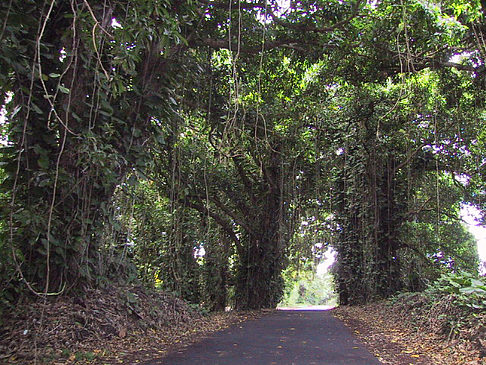 Fotos Straßen auf Hawaii