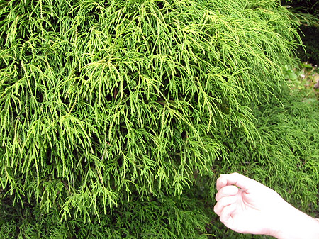 Fotos Golden Gate Park mit Botanischen Garten