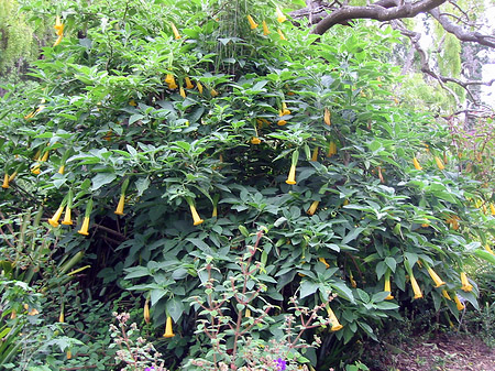 Golden Gate Park mit Botanischen Garten Foto 