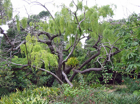 Fotos Golden Gate Park mit Botanischen Garten