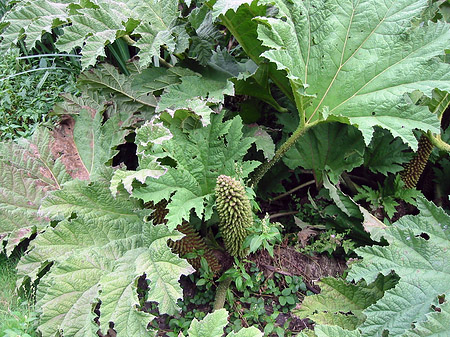 Golden Gate Park mit Botanischen Garten Fotos