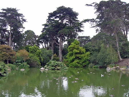 Golden Gate Park mit Botanischen Garten Fotos